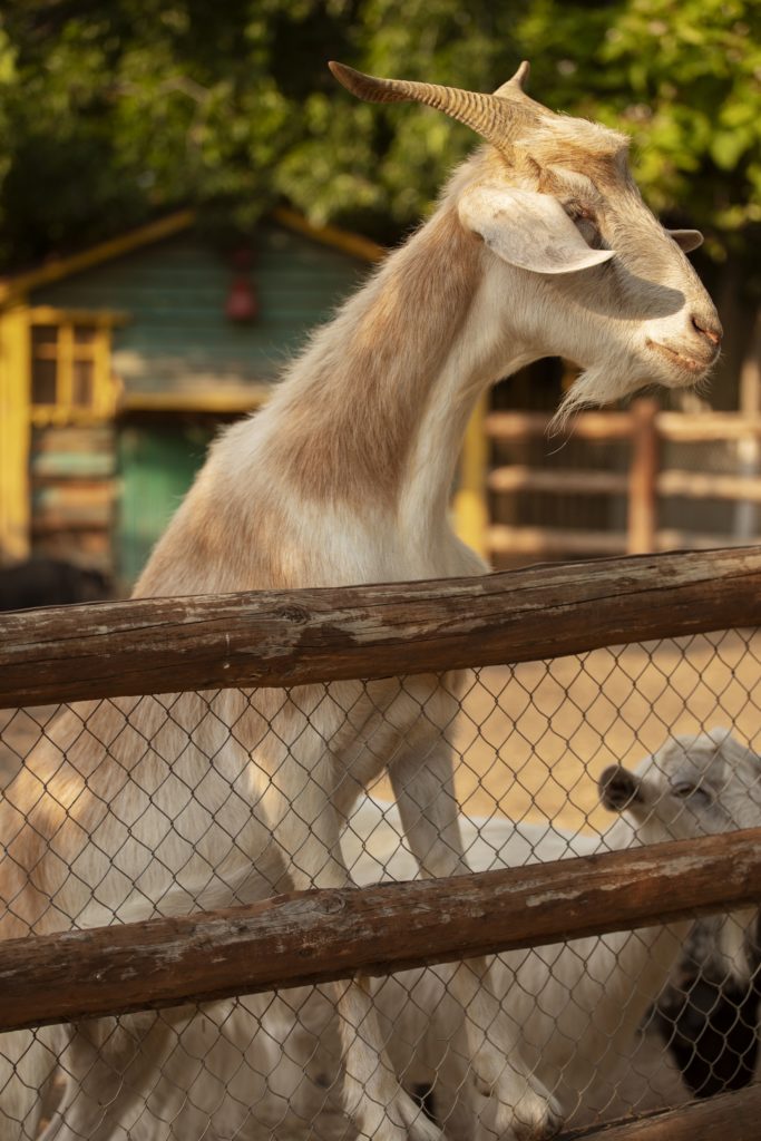Cercados Elèctrics per a Animals