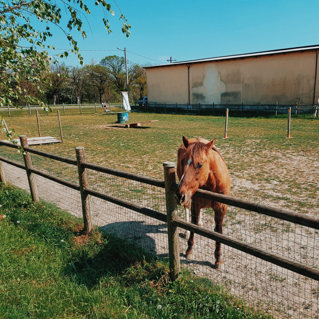 Cercados Elèctrics per a Animals