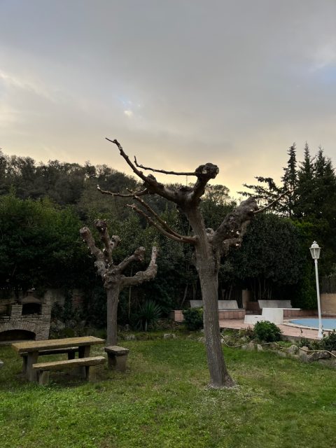 Despues_arbol