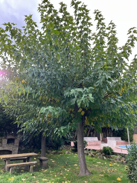 arbol_antes