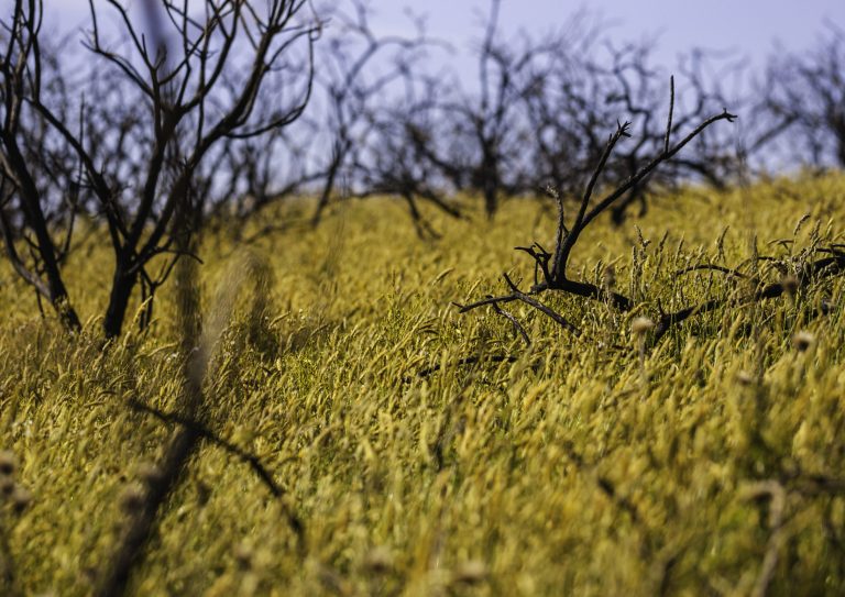close-up-bare-trees-field