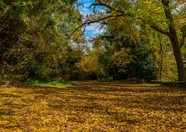 colours-autumn-golden-yellow-brown-leaves-cover-ground-trees