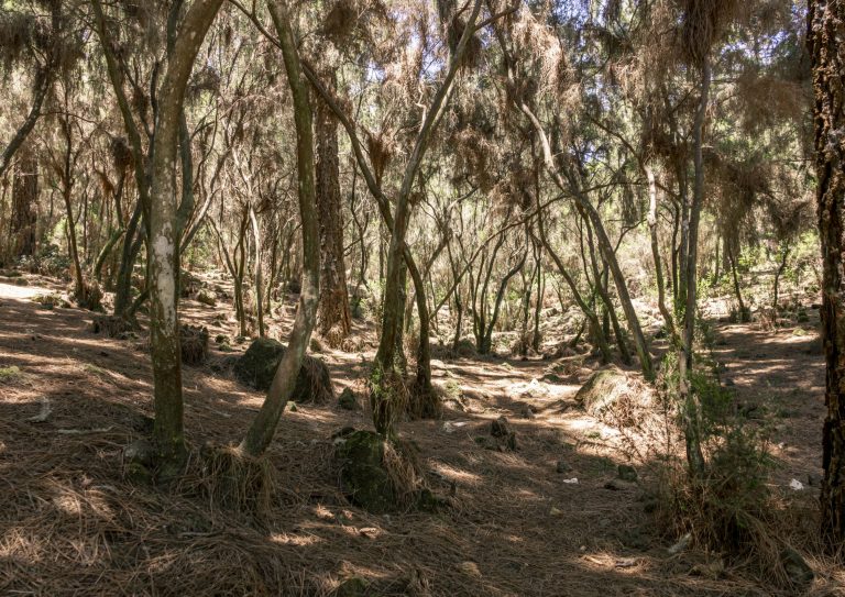 tropical-forest-with-dried-weed